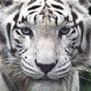 Meet your Posher, Annie